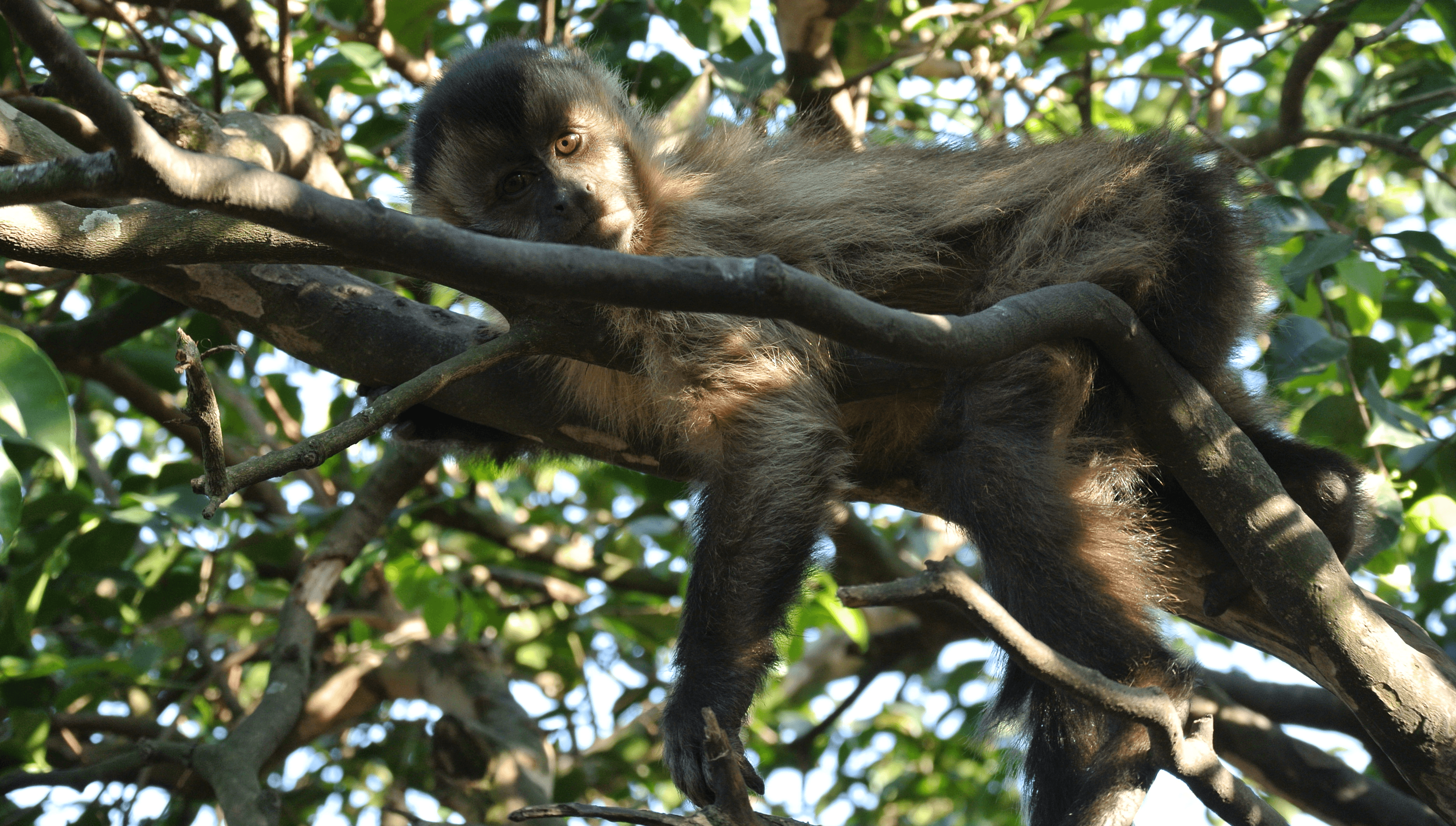 Papo de macaco